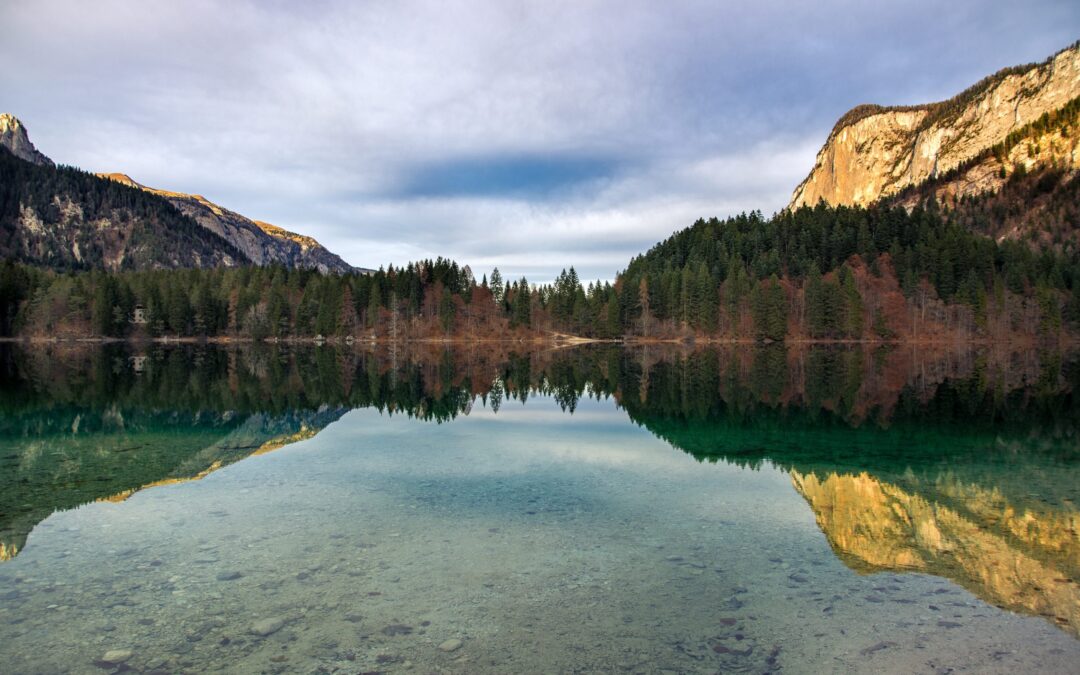 a forest at a lake with mountains