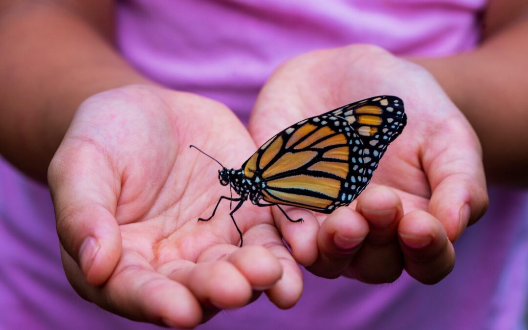 Image of butterfly held between two hands